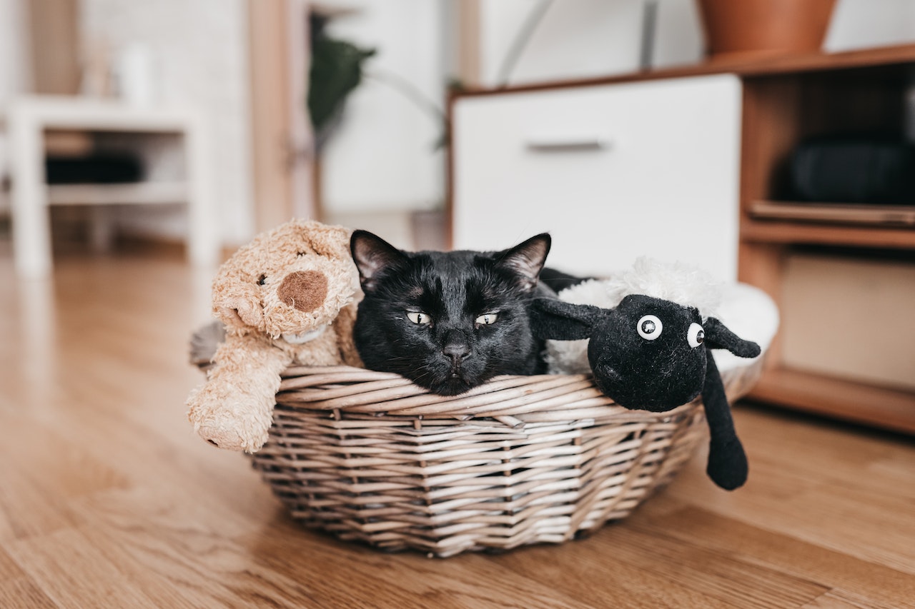 accessoires chat douceur confort Chat Cocoon