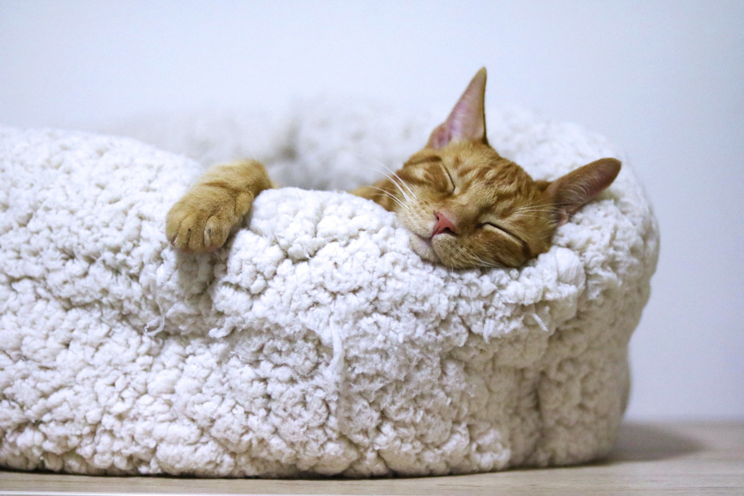 chat roux endormi panier douillet chat cocoon