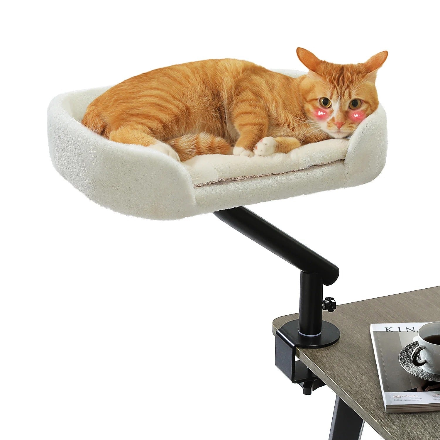 hamac bureau chat chat en observation