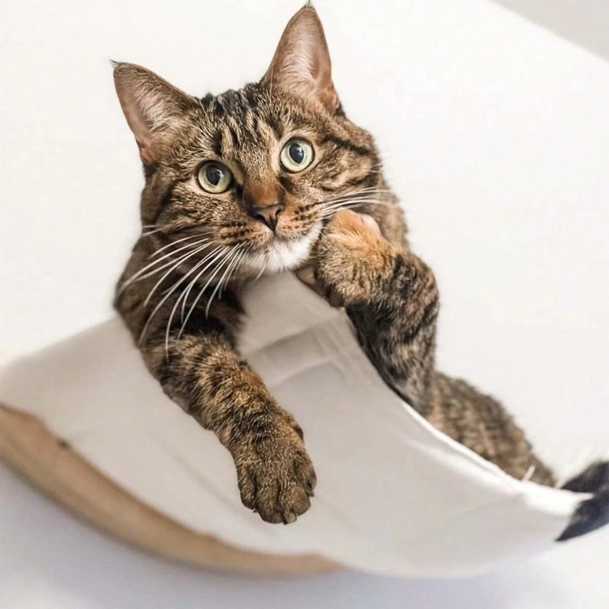 hamac mural pour chat chat confort pattes en dehors