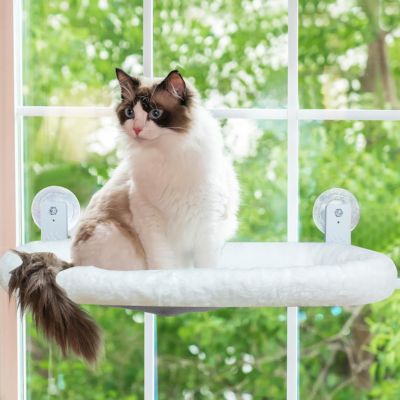 hamac pour chat chat assis regarde interieur