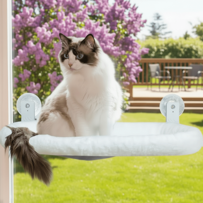 hamac pour chat chat observation