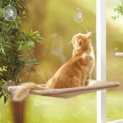 hamac pour chat fenêtre chat dos regarde exterieur