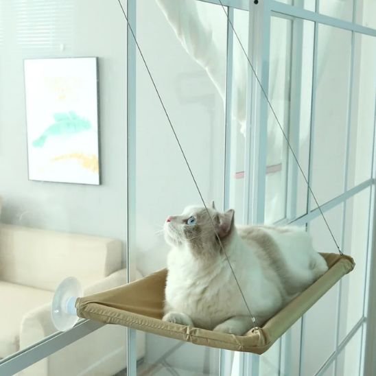 hamac pour chat fenêtre kaki chat curieux