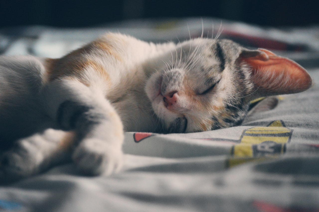 lit pour chat confortable pour un sommeil paisible Chat Cocoon