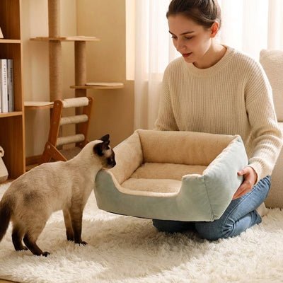 lit pour chat maitre presente lit chat curieux